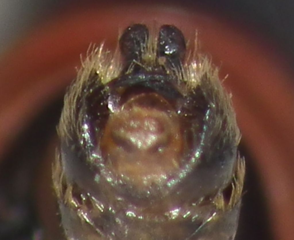 Lygaeidae:   Horvathiolus superbus